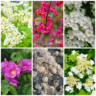 5m FLOWERING Mixed Native Country Hedging Plants, 25 Plants, 6 Different Varieties