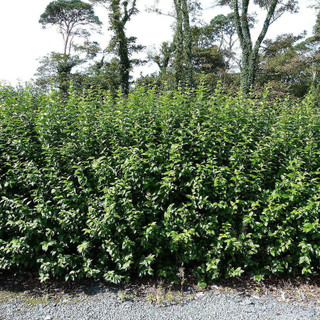 5 Green Privet Plants 3-4ft Tall, Evergreen Hedging, Grow a Quick, Dense Hedge