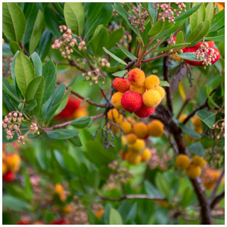 Strawberry Tree Cobra/ Arbutus Unedo Cobra In 9cm Pot, Tasty Fruit & Bell Shaped Flowers