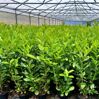 5 Cherry Laurel 3ft Multi-Stemmed Prunus Rotundifolia, In 3L Pots, Fast Growing Evergreen Hedging