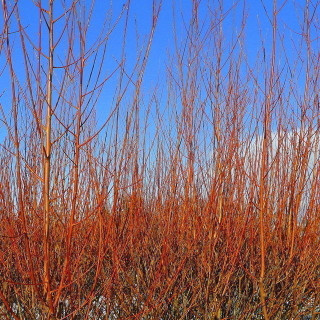 100 Common Dogwood Plants /Cornus Sanguinea 40-60cm Tall,Stunning Winter Colours