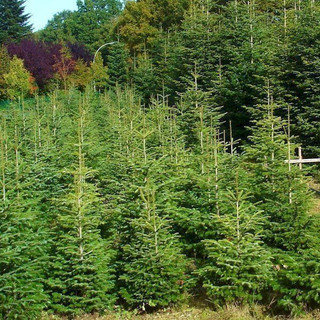 3 Nordmann Fir Christmas Trees 15-20cm. Britains Best No Needle Drop Nordmann