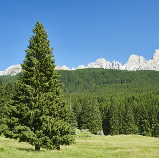 5 Norway Spruce Christmas Trees 40-60cm,Fast Growing  Evergreen Plants