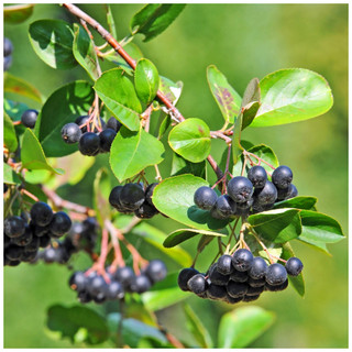 3 Aronia Melanocarpa, Fruit Bushes 2ft Tall  'Superfood With Antioxidants'