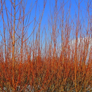 10 Common Dogwood Plants / Cornus Sanguinea 40-60cm Tall,Stunning Winter Colours