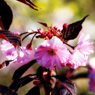 Flowering Cherry Royal Burgundy / Prunus serrulata in 2L Pot, Purple Foliage
