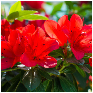 Azalea Hot Shot Variegated, in a 9cm Pot, Stunning Bright Red Flowers