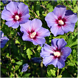 Hibiscus Syriacus Oiseau Bleu / Rose of Sharon in 9cm Pot, Violet Blue Flowers