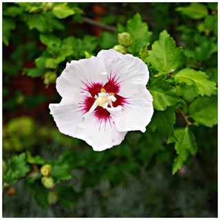 Hibiscus Syriacus Red Heart / Rose of Sharon in 9cm Pot, Pure White Flowers