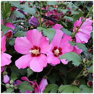 Hibiscus Syriacus Flower Tower Ruby / 'Gandini van Aart Ruby' in 2L Pot, Ruby Pink Flowers