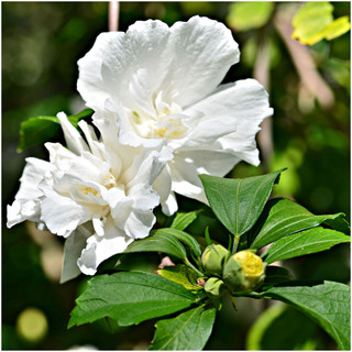 Hibiscus Syriacus Flower Tower White / 'Gandini van Aart' in 2L Pot, Impressive White Blooms