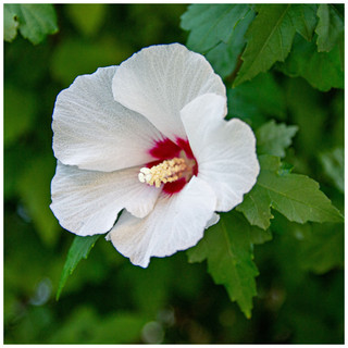 Hibiscus Syriacus Angelique 3-4ft Tall in a 2L Pot, White Flowers