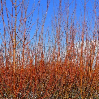 1 Common Dogwood Plant / Cornus Sanguinea 40-60cm Tall, Stunning Winter Colours