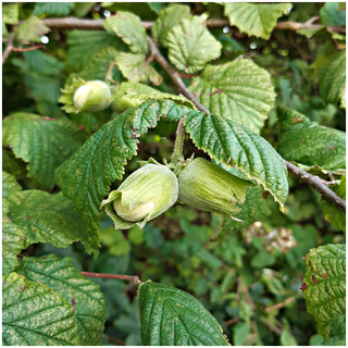 Hazel 'Lange Spaanse' Tree, 2-3ft Tall in 2L Pot, Grow Big Tasty Hazelnuts