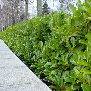 70 Cherry Laurel Fast Growing Evergreen Hedging Plants 30-50cm Tall, Potted
