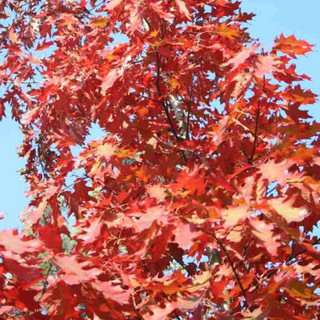 50 Red Oak Trees 1-2ft Tall Quercus Rubra Hedging Plants, Bright Autumn Colour