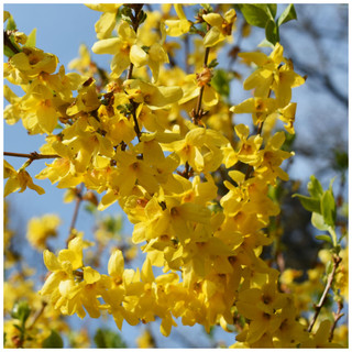 20 x Forsythia intermedia Hedging 'Spectabilis' 2-3ft Tall,Yellow Spring Flowers