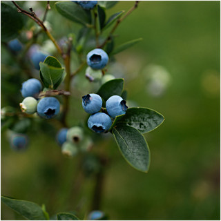 Bluegold Blueberry Plant / Vaccinium cor. 'Bluegold' in 9cm Pot