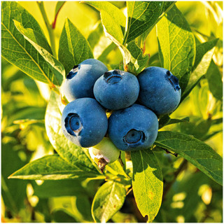 Spartan Blueberry Plant / Vaccinium corymbosum 'Spartan' in 9cm Pot