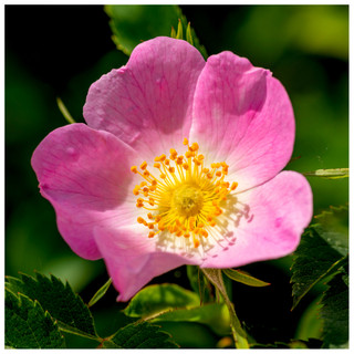 15 Dog Rose Hedging Plants 30-50cm  Rosa Canina,  Make Healthy Rose Hip Syrup