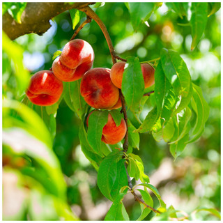 Saturne Peach Tree 4-5ft Self-fertile, Doughnut, Chinese Peach, Summer Cropping, Prunus Persica
