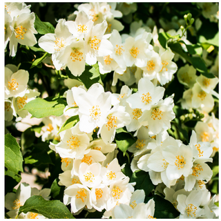 Philadelphus Lemoinei / Mock orange Lemoinei in 2L Pot