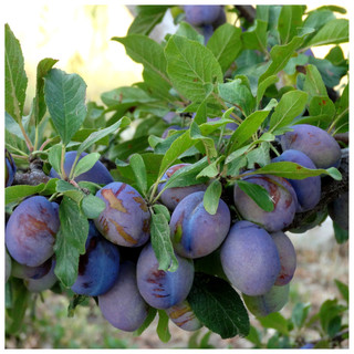 Merryweather Damson Plum Tree 5-6ft, Self-Fertile & Heavy Cropping Very Tasty