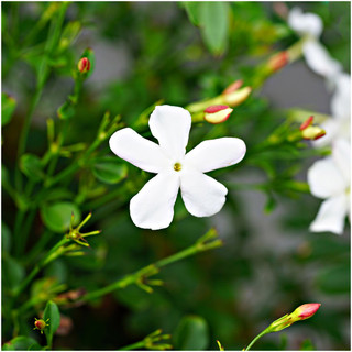 Jasmine Jasminum Officinale Affine in 9cm Pot, White Flowers