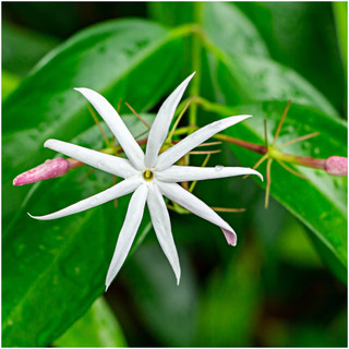 Jasmine Angel Wings, Jasminum laurifolium In 9cm Pot, Purple Buds, White Flowers