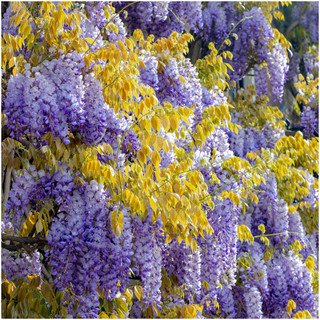 Wisteria Lavender Lace in 2L Pot, Sweetly Scented Flowers