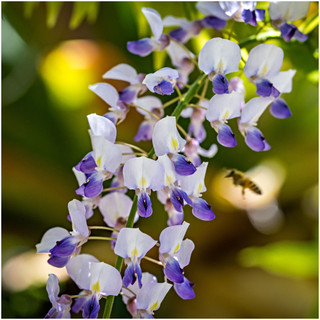 Wisteria Floribunda Multijuga, in 2L Pot, Showy Flowers, Lilac