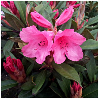 Rhododendron Winsome, Bushy Potted Plant, bright rose-pink flowers