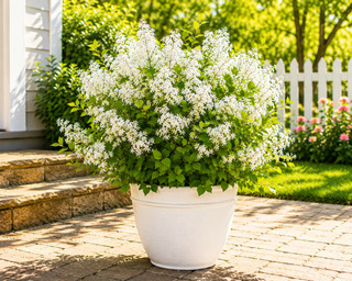 Syringa Meyeri Flowerfesta White, Patio Dwarf Lilac,  in 3L Pot, Highly Scented