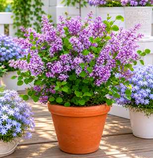 Syringa Meyeri Flowerfesta Purple, Patio Dwarf Lilac,  in 3L Pot, Highly Scented