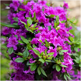 Rhododendron Konigstein, Bushy Potted Plant, Blue Purple Flowers