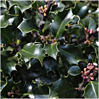 Holly Plant Ilex meserveae Blue Angel In a 9cm Pot Excellent Hedging 3fatpigs®