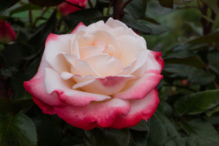 Nostalgia Hybrid Tea Rose Bush, Stunning Cream with Cherry Red Edged Flowers