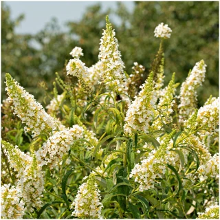 Buddleia Davidii 'Nanho White' in 11cm Pot Buddleja Butterfly Bush