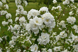 Philadelphus Bouquet Blanc, in 1.5L Pot, Lightly Scented Pure White Blooms
