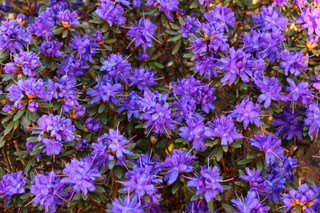 Rhododendron impeditum Azurika, in 1.5L Pot, Violet Blue Flowers