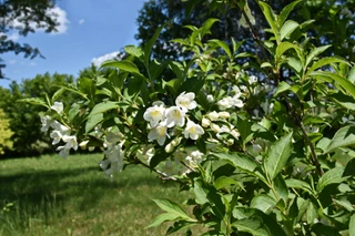 Weigela Bristol Snowflake in 1.5L Pot, Stunning White Flowers