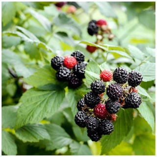 10 Thornless Blackberry 'Evergreen' Plants / Rubus Fruticosus Big Juicy Berries