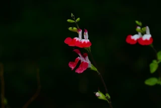 Salvia Microphylla Hot Lips in 1.5-2L Pot, Bee Friendly, Bicolour Red and White