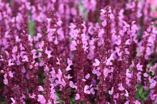 Salvia Nemorosa Rose Queen in 1.5-2L Pot, Bee Friendly, Pink Flowers