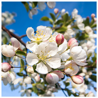 10 Crab Apple Trees 40-60cm Native Malus Hedging,Make your own Cider & Jelly