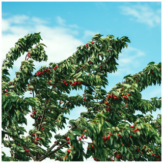 1 Bird Cherry Trees,Flowering &  Berries, 40-60cm Prunus Padus,Birds Love Them