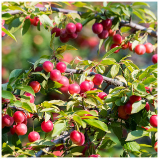 Cherry Plum Tree / Prunus Cerasifera / Myrobalan, 40-60cm Tall, Edible Hedging