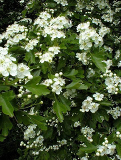1 Hawthorn 4-5ft Hedging Plant, Crataegus, Quickthorn, Thorny Native Hedge
