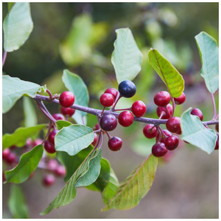 50 Alder Buckthorn / Rhamnus Frangula 40-60cm Strong Wildlife Hedging Plants