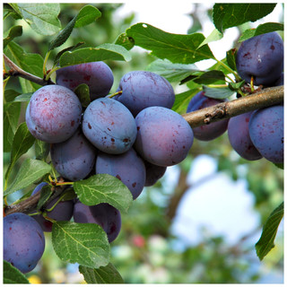 Czar Plum Tree 4-5ft Self Fertile, Ready to Fruit, Good For Cooking or Eating